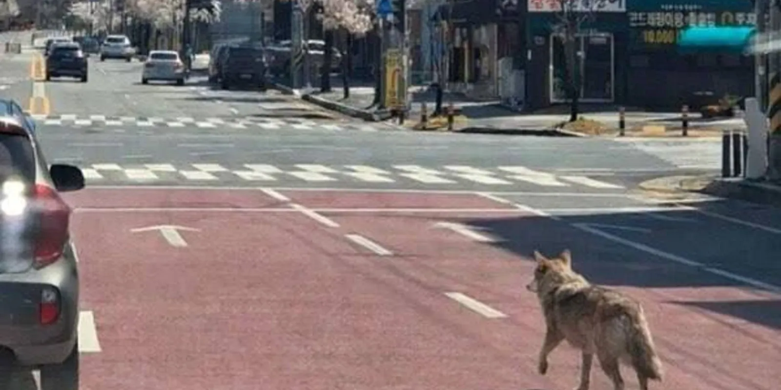 AI-val csinált képet egy farkasról, 5 év börtönt is kaphat