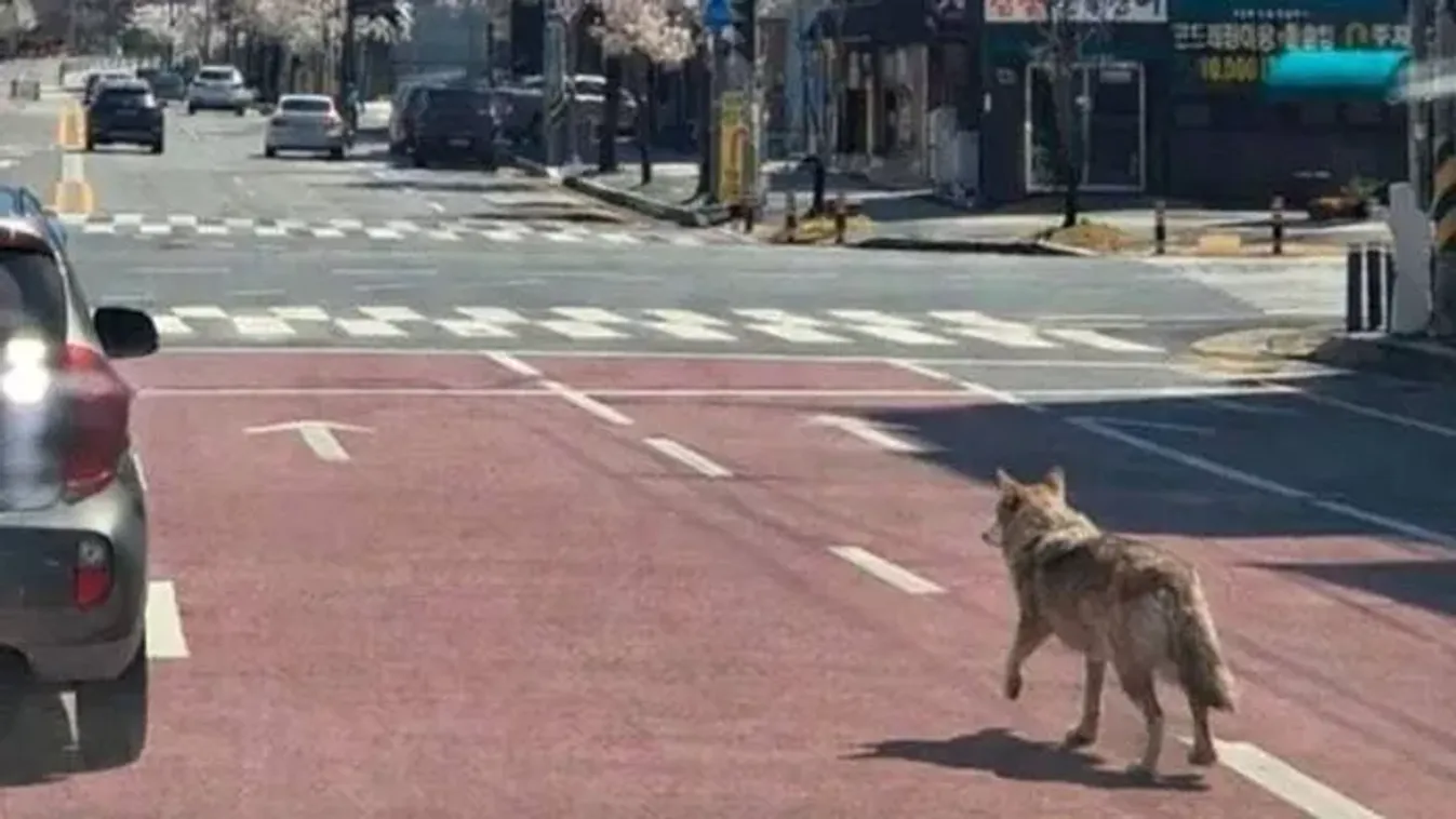 AI-val csinált képet egy farkasról, 5 év börtönt is kaphat