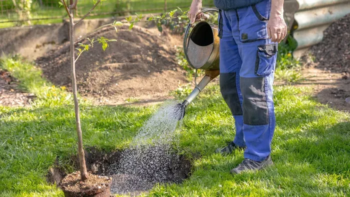 Ez 5 fa mindent kibír, már ültetheted is a kertedbe