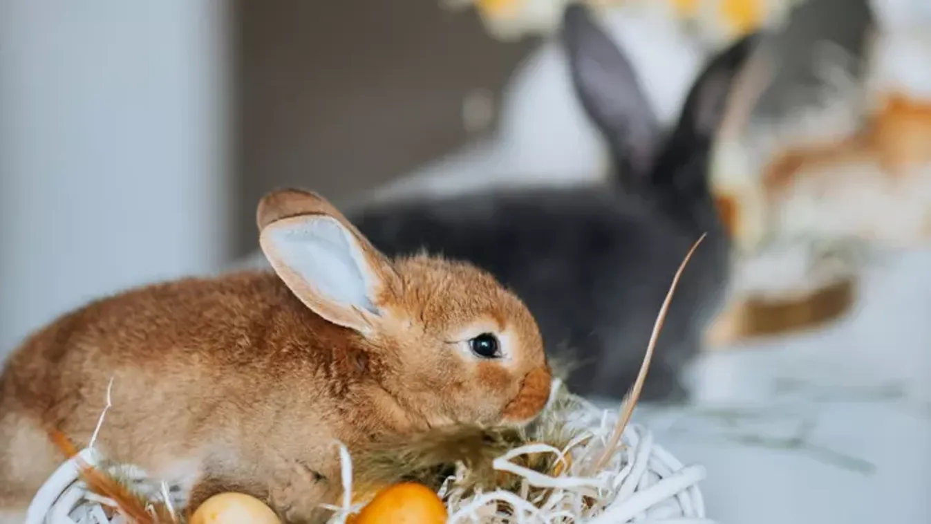 Ennek a három csillagjegynek idén húsvétra balszerencsét hoz a nyuszi