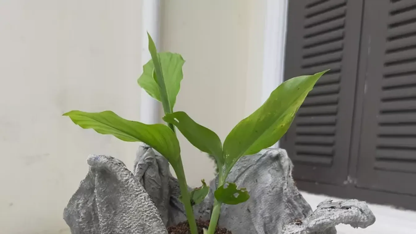 Kerti trükk: így készül törölközőből a kaspó