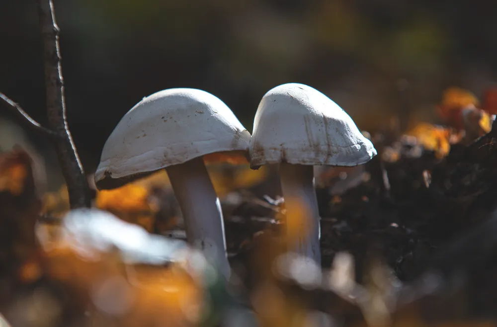 20250929_Őszi témájú képek_Veszprém megye_FI_VN (51)