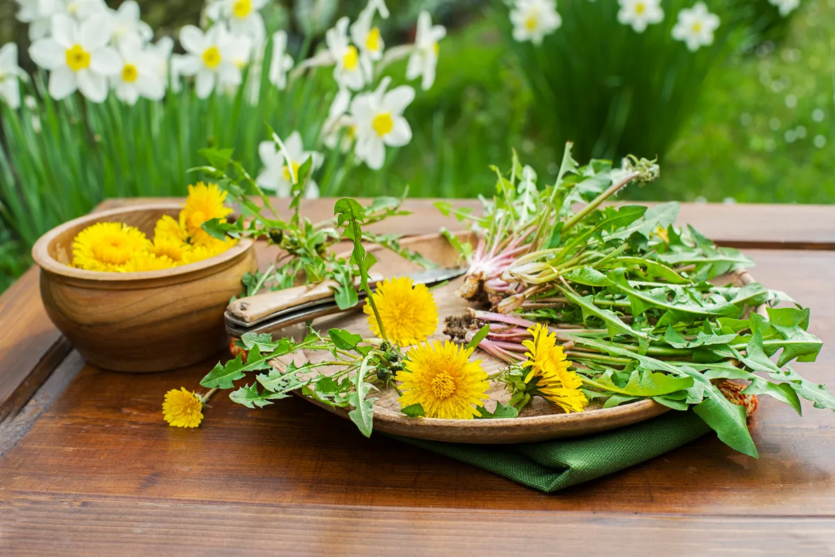 Pitypang Dandelion.,Picked,Fresh,Dandelion,Leaves,And,Yellow,Flowers,In,Home