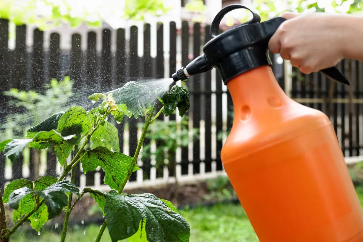 A levéltetvek ellen muszáj minél előbb védekezni.