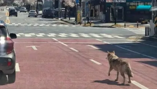 Mesterséges intelligenciával csinált képet egy farkasról, most 5 év börtönt is kaphat