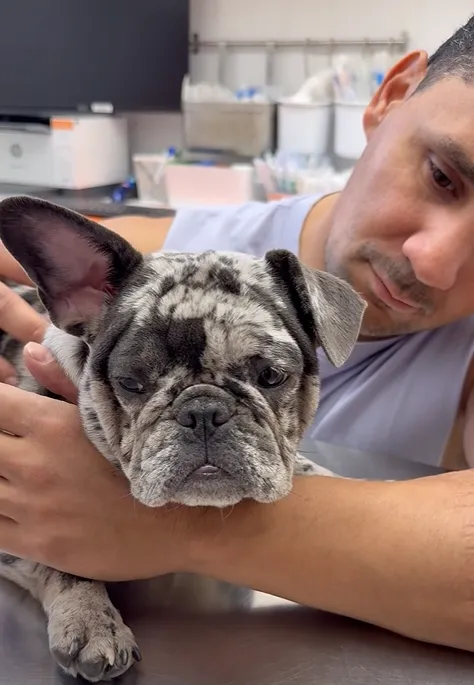 összevert francia buldog