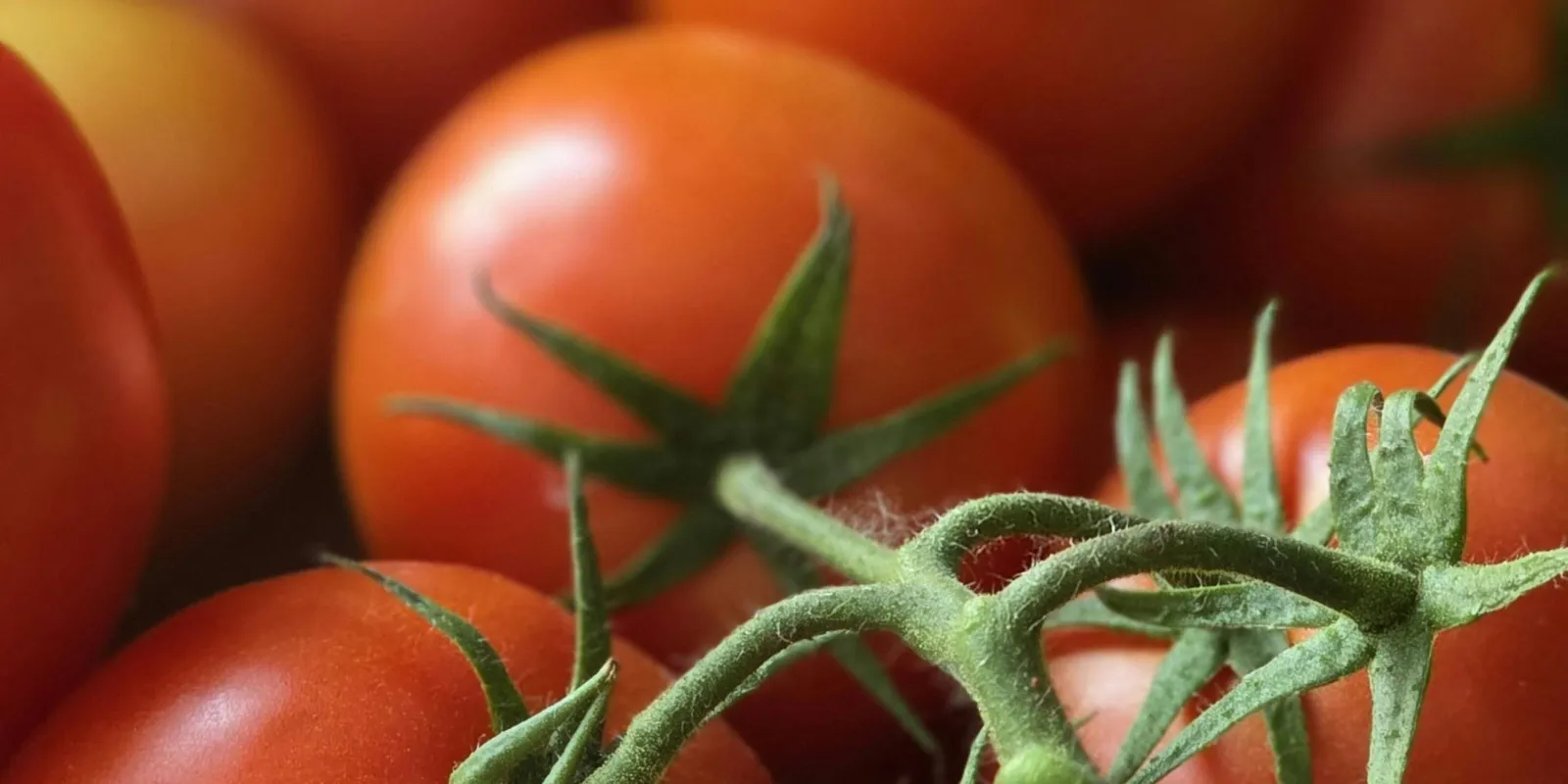 Egyszerű trükk! Így lesz tökéletes és lédús a paradicsom