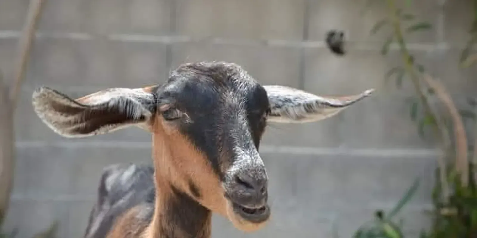 Franciaország: kecskékkel fajtalankodott egy afgán migráns