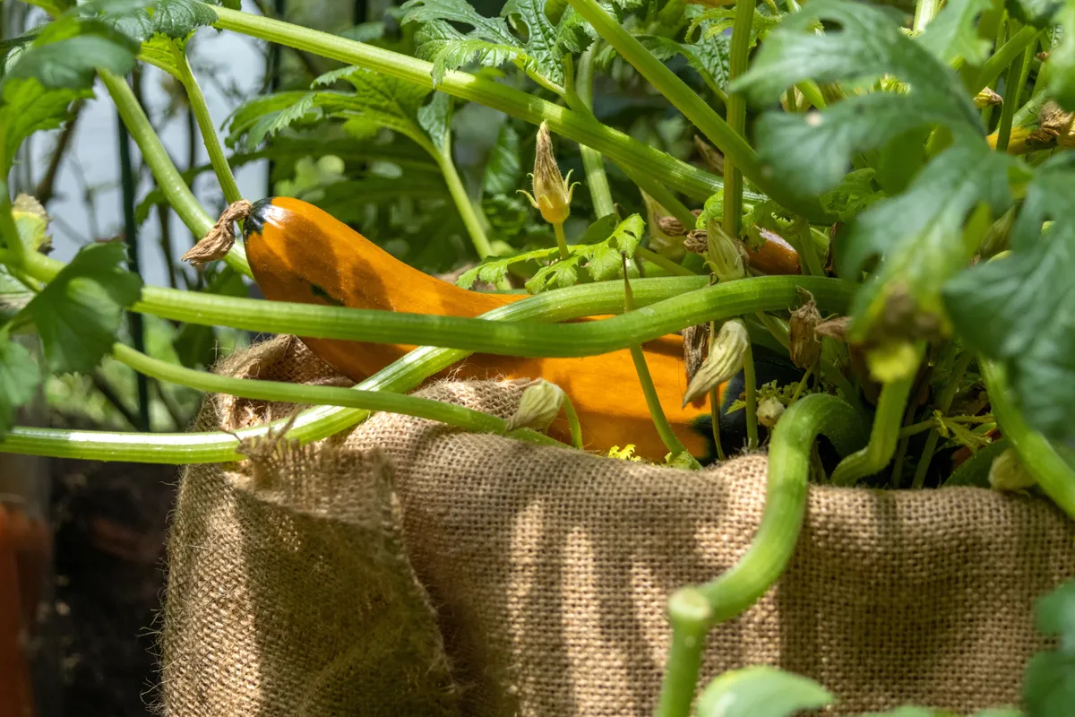 Ontja a cukkinit a kiskert Yellow,Zucchini,Grown,In,The,Basket.,Zucchini,Is,Full,Of