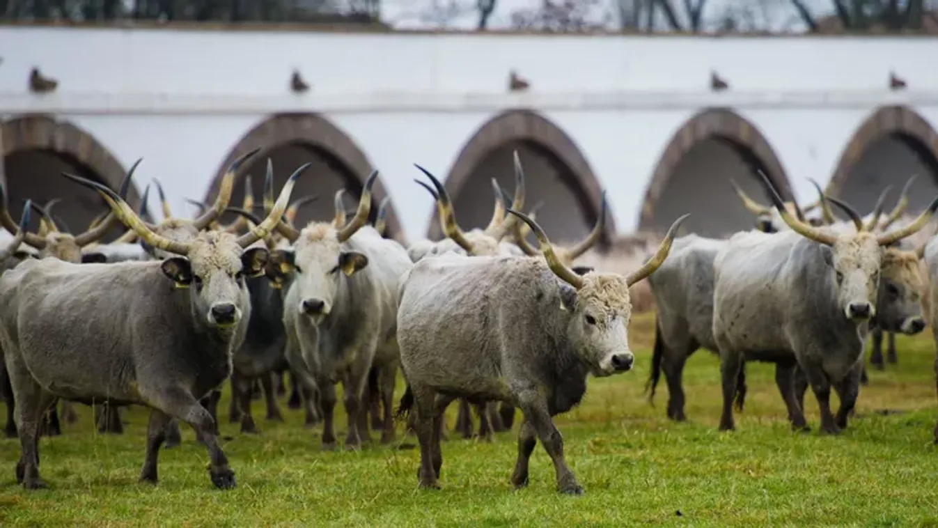 Ez a nap eldöntheti a jövődet: mit hoz Szent György napja?