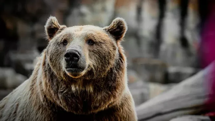 Újabb borsodi faluban bukkant fel egy barnamedve