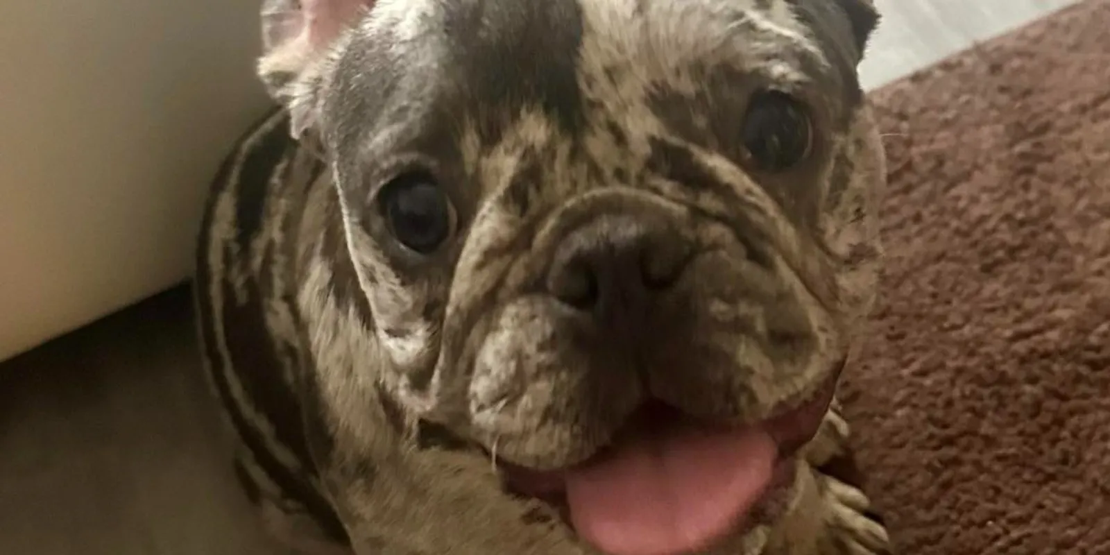 Megmentették Donnát az agresszív gazdájától