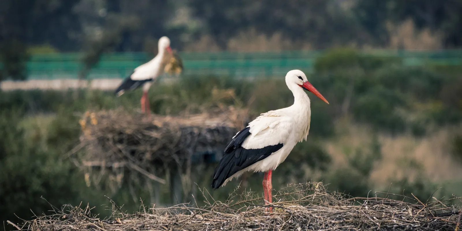 Egy gólya, aki ragaszkodik a Kossuth utcákhoz