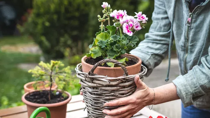 Eljött a pillanat: Így tedd ki a muskátlit a szabadba