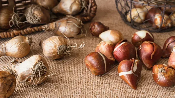 Egyszerű ötlet, tizedannyi munka: Így tedd le a virághagymát a talajba