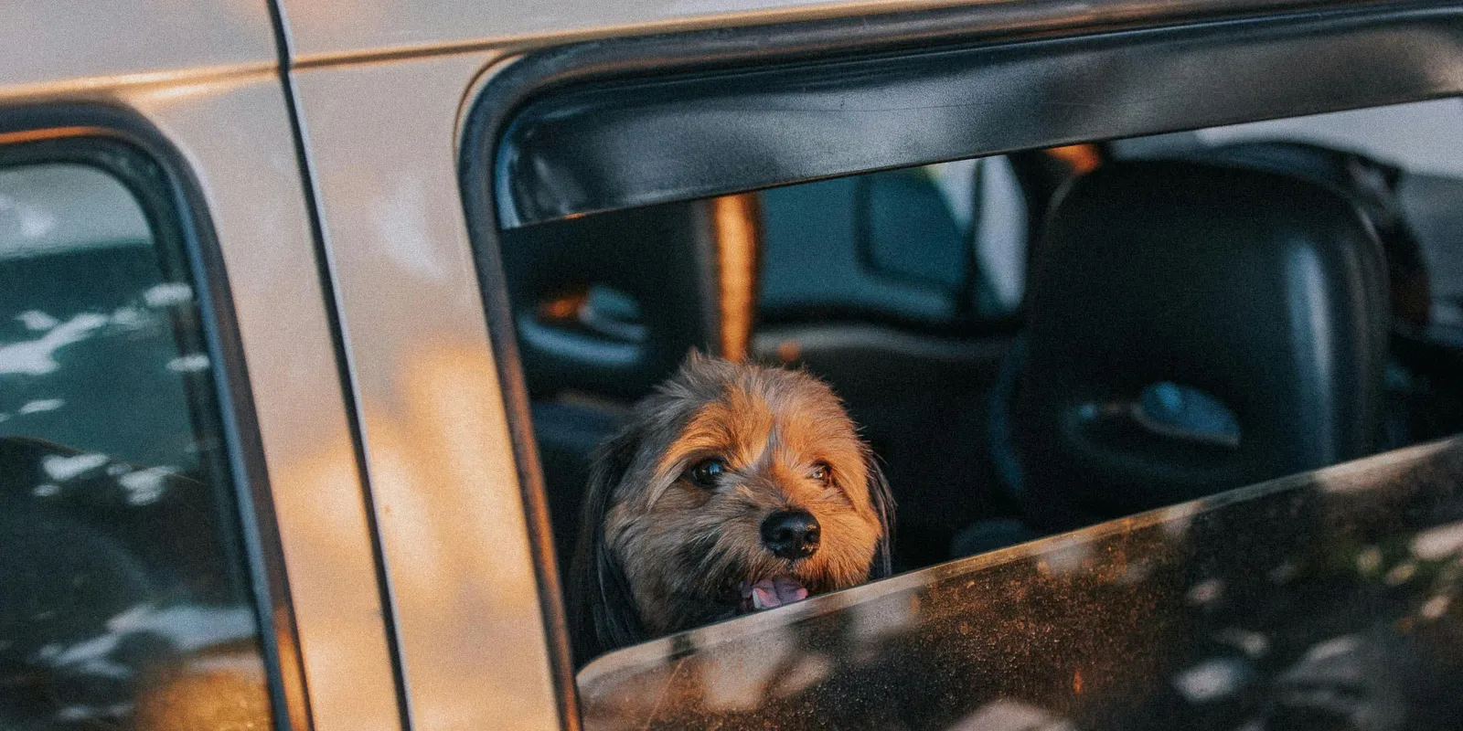 Így lesz a házi kedvenceknek is öröm a vakáció!