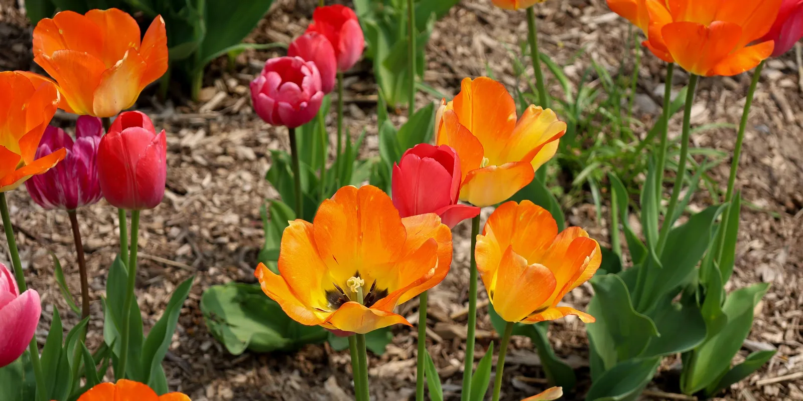 Ez kell tenned a tulipánnal, ha elvirágzott