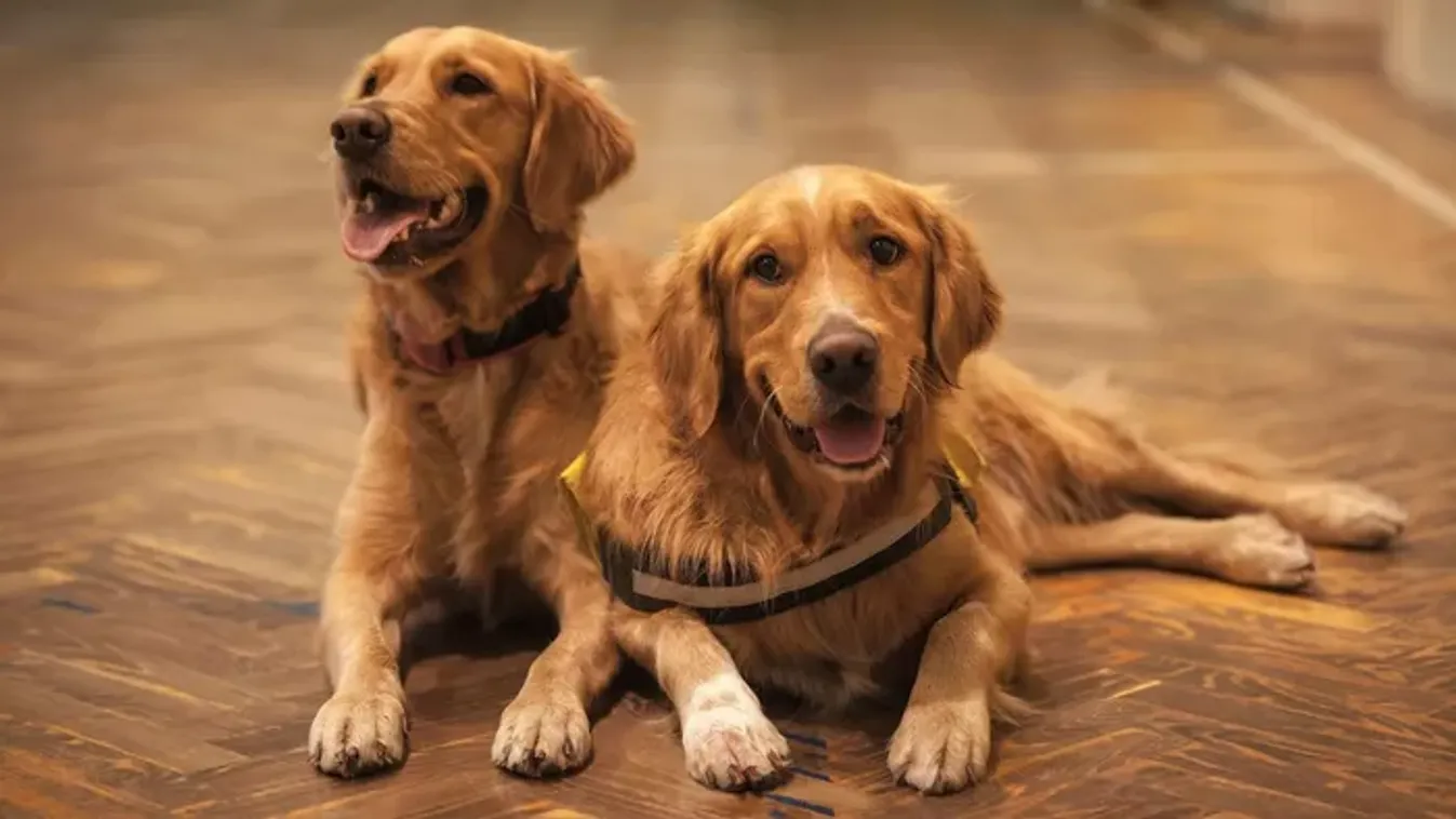 Különleges kutyaesküvőn adtak össze két kutyát