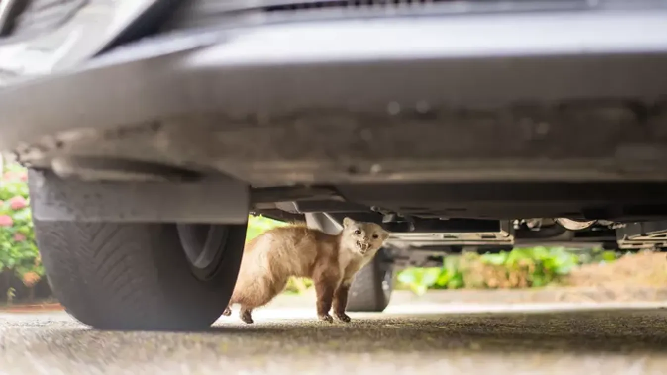 Harapós rágcsálók a motortérben: így lehet védekezni a nyestek ellen!
