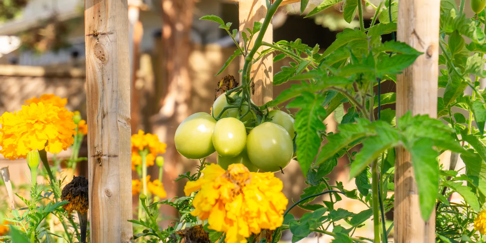Ezt ültesd a paradicsom mellé, elkerülik a kártevők