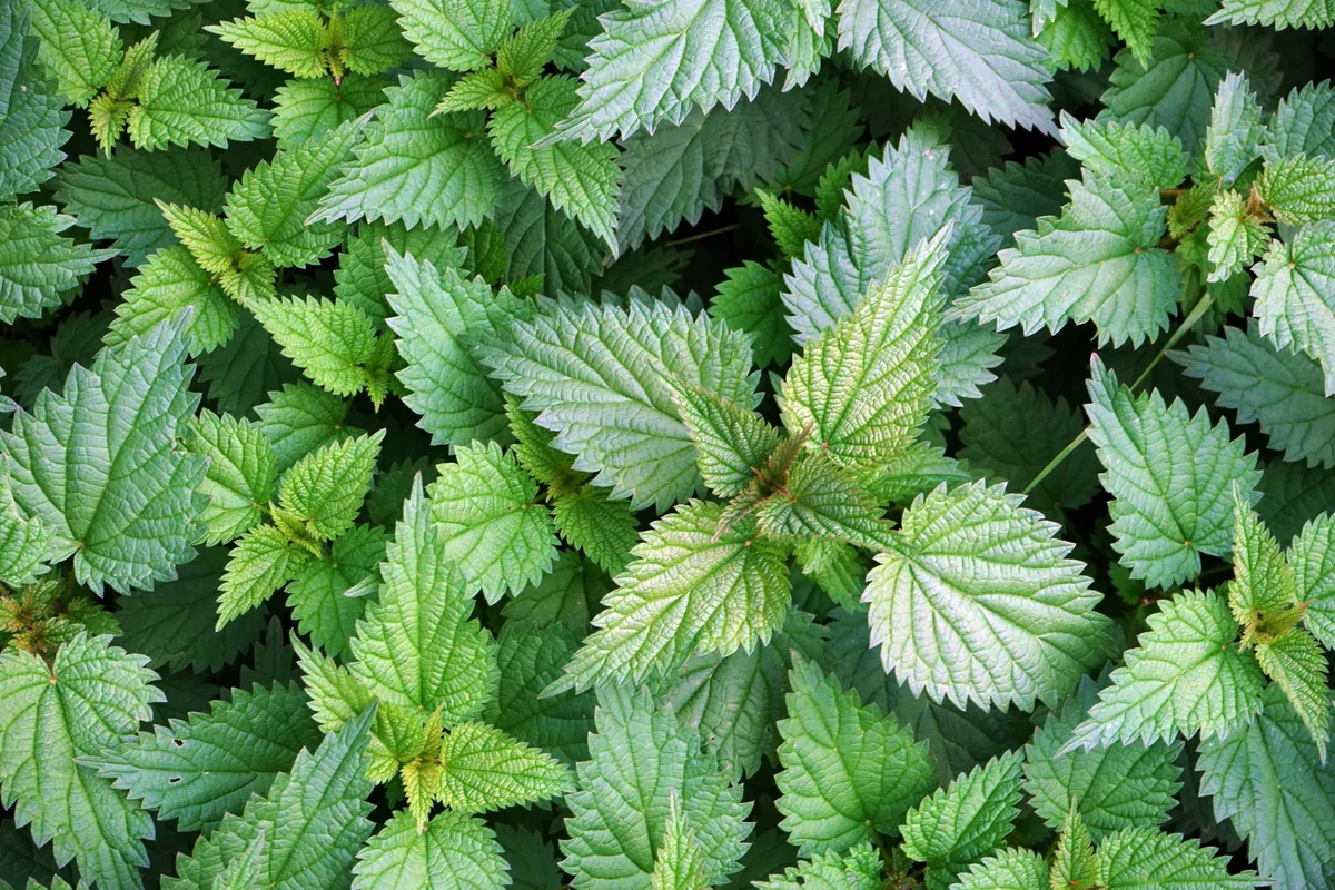 Csalán Close-up,Of,Nettle,Leaves.,Green,Nettle,Leaves,Close-up,Creating,A