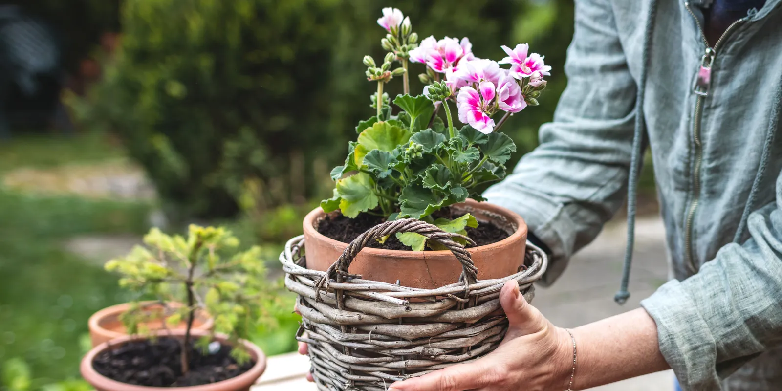 Eljött a pillanat: Így tedd ki a muskátlit a szabadba