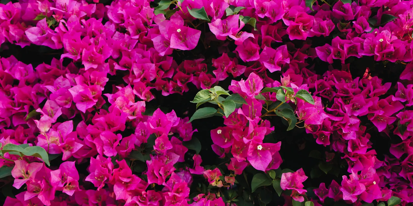 A muskátli ideje lejárt: ez lett a teraszok királynője