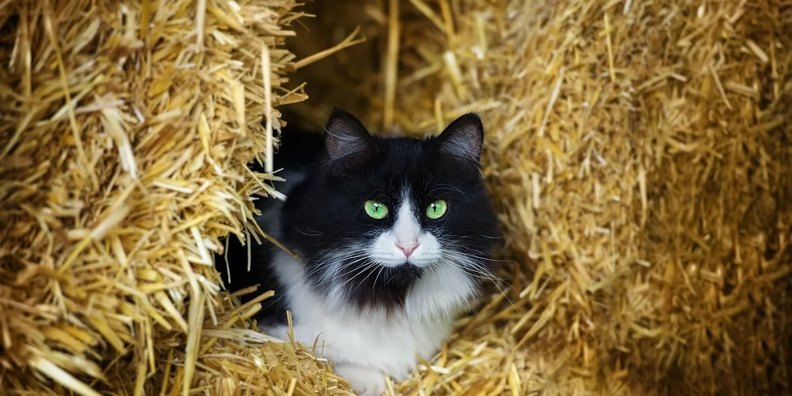 A Kutyajogsi után megjelent a Macskajogsi is