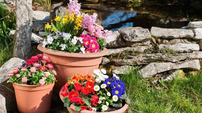 5 virág, amit márciusban kell elültetni a kertbe
