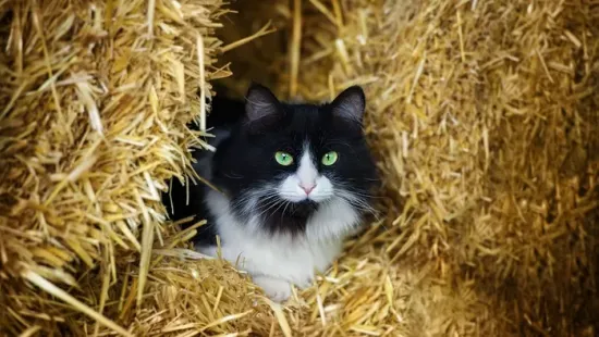 A Kutyajogsi után megjelent a Macskajogsi is