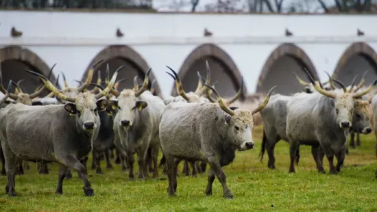 Ez a nap eldöntheti a jövődet – mit hoz idén Szent György napja?