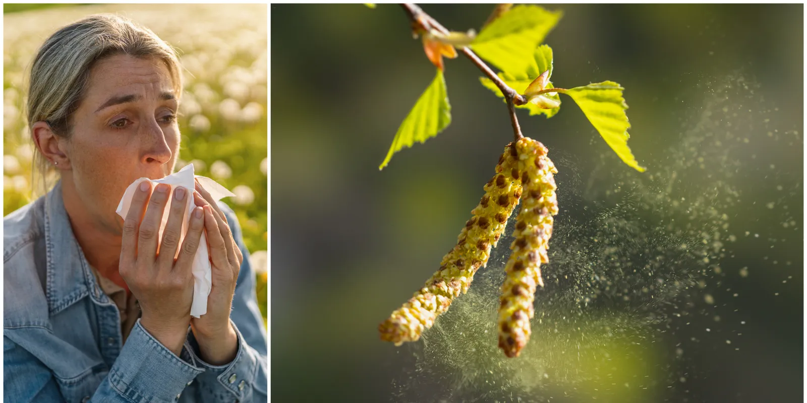 Fullad a fél ország: brutális a pollenterhelés