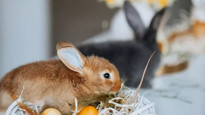Ennek a három csillagjegynek balszerencsét hoz a nyuszi