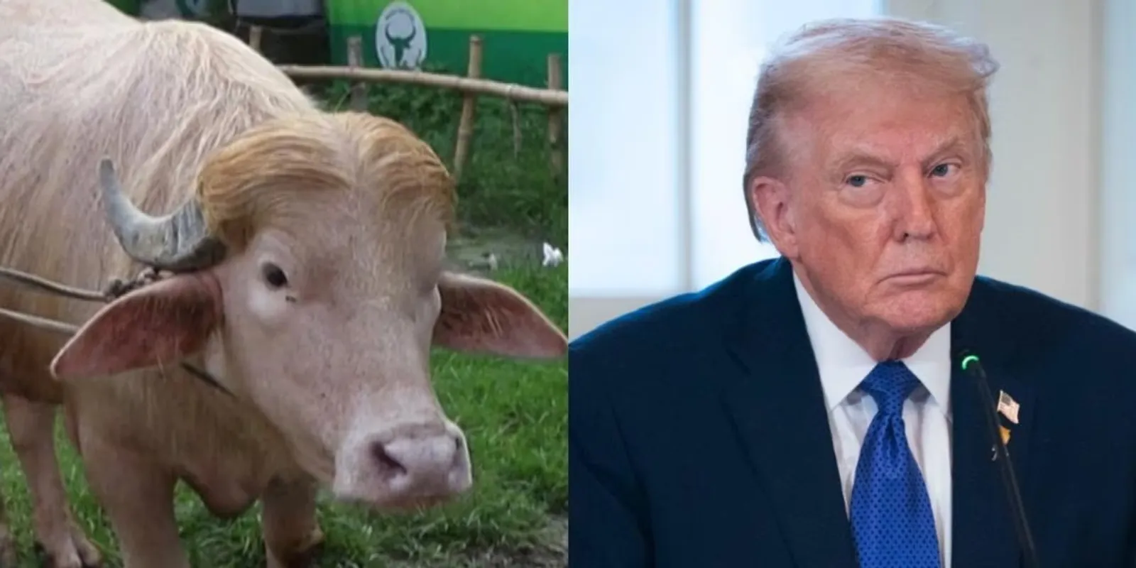 Állami kegyelmet kapott egy Trumpra hasonító albínó bivaly