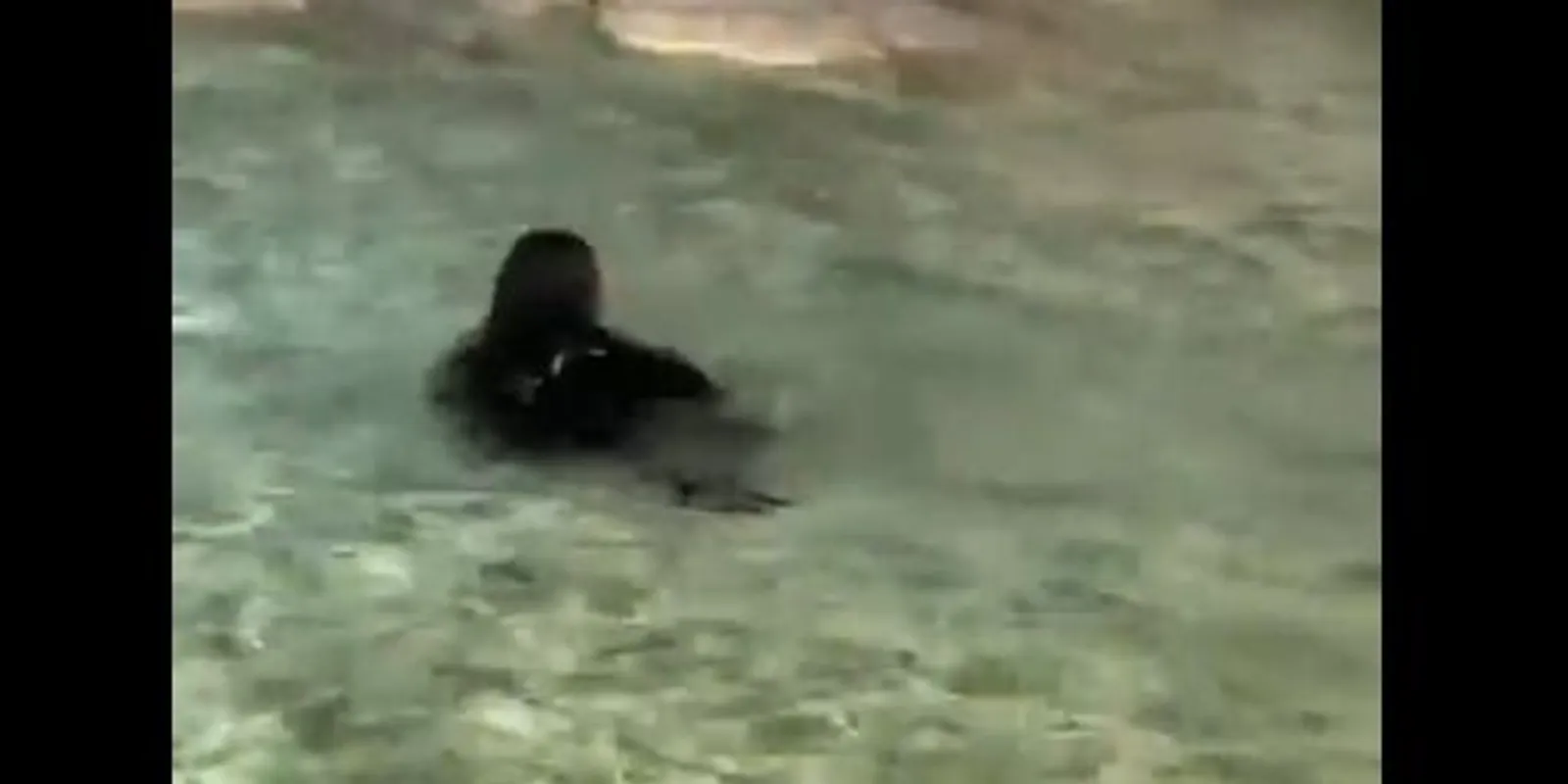 Videón a pillanat, amikor a turista a Trevi-kútba vetette magát