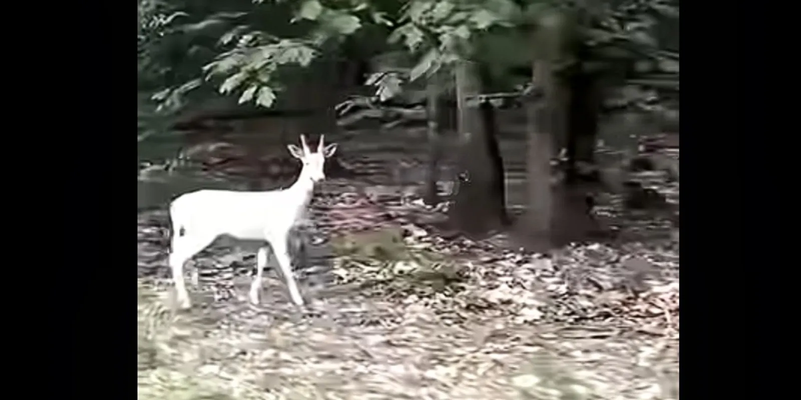 Felbukkant a csodaszarvas Zalában – Videó