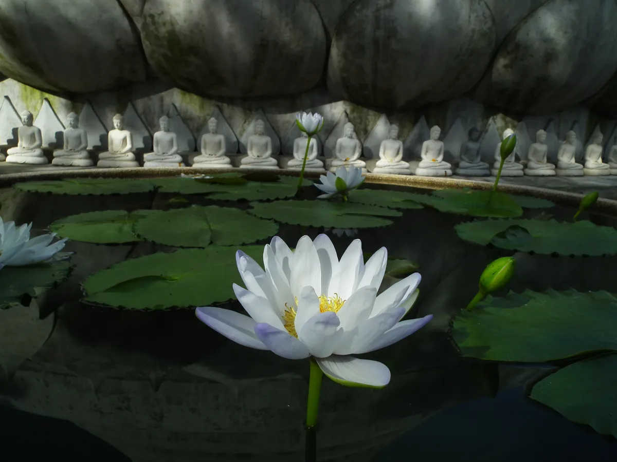 This,Image,A,Serene,Scene,Featuring,A,White,Lotus,Floating