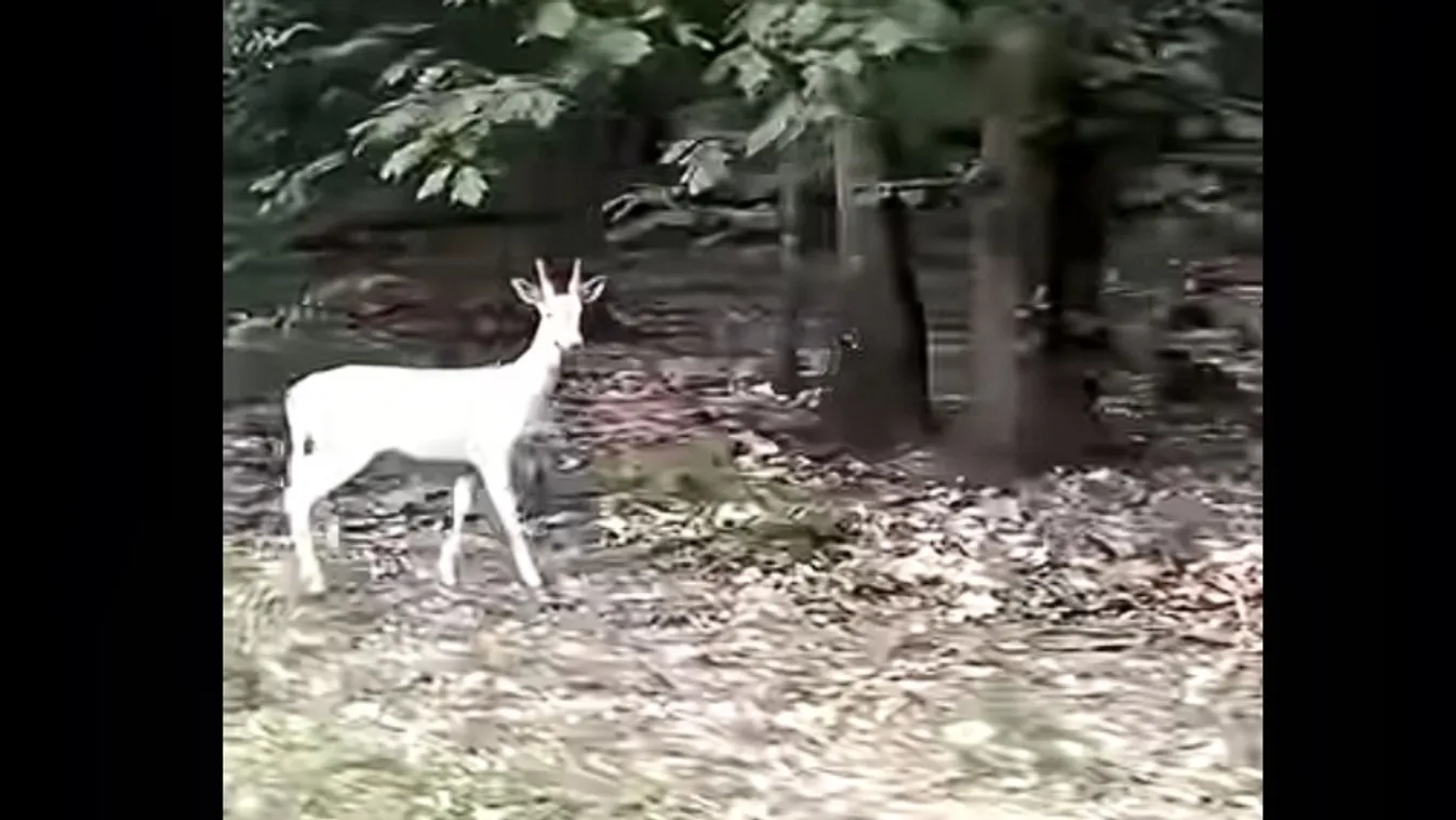 Csodaszarvas feltűnt Zalában – Videó