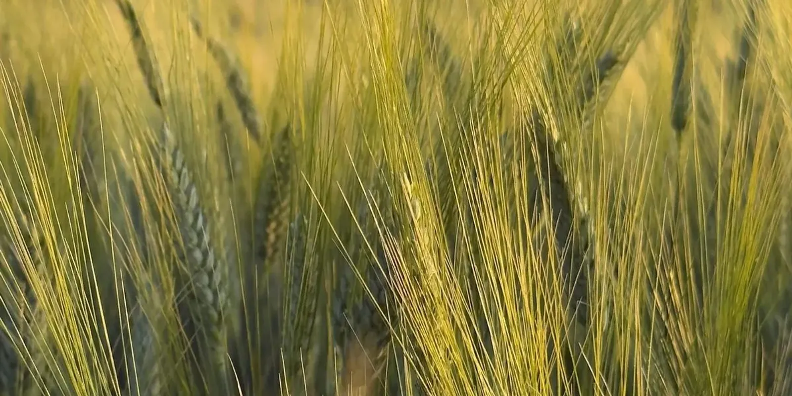 Máris ömlik be a gyanús gabona Ukrajnából