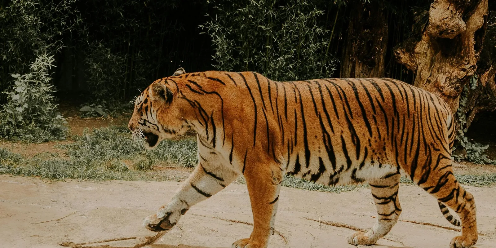 Tigris kóborolt az utcákon, egy embert is megsebesített