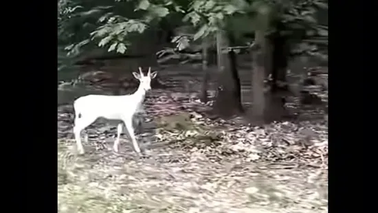 Felbukkant a csodaszarvas Zalában – Videó