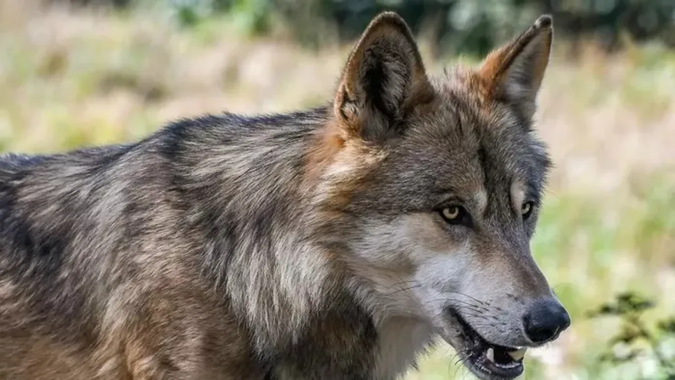 Horvátország: vonyítás a nyaralás árnyékában