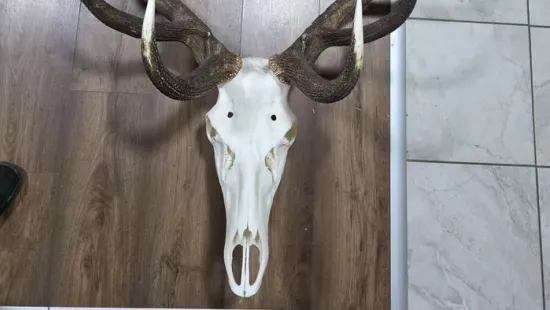 Többmilliós kárt okozott egy vadász - orvvadászt gyanújával hallgatták ki