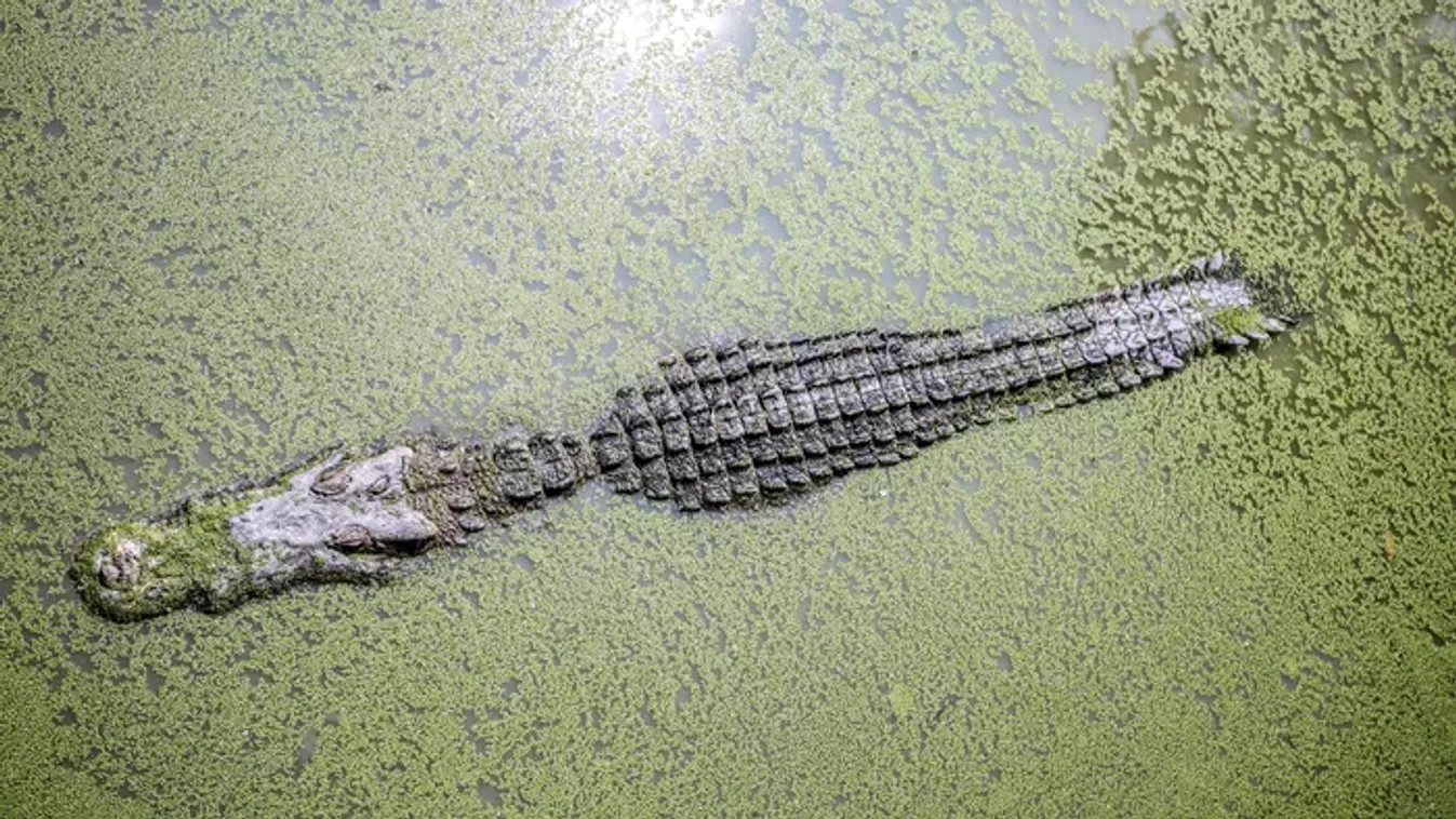 Krokodil evett meg egy eltűnt üzletembert