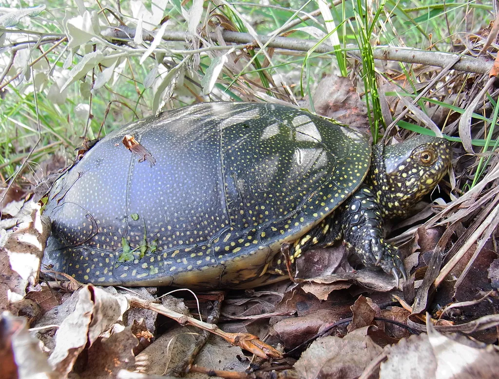 Natura 2000 nap
