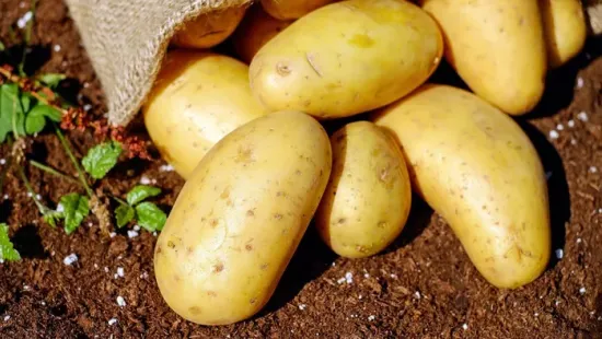 Meg lehet enni a kicsírázott burgonyát? Itt a válasz!