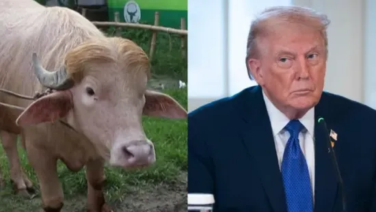Állami kegyelmet kapott egy Donald Trumpra hasonító albínó bivaly