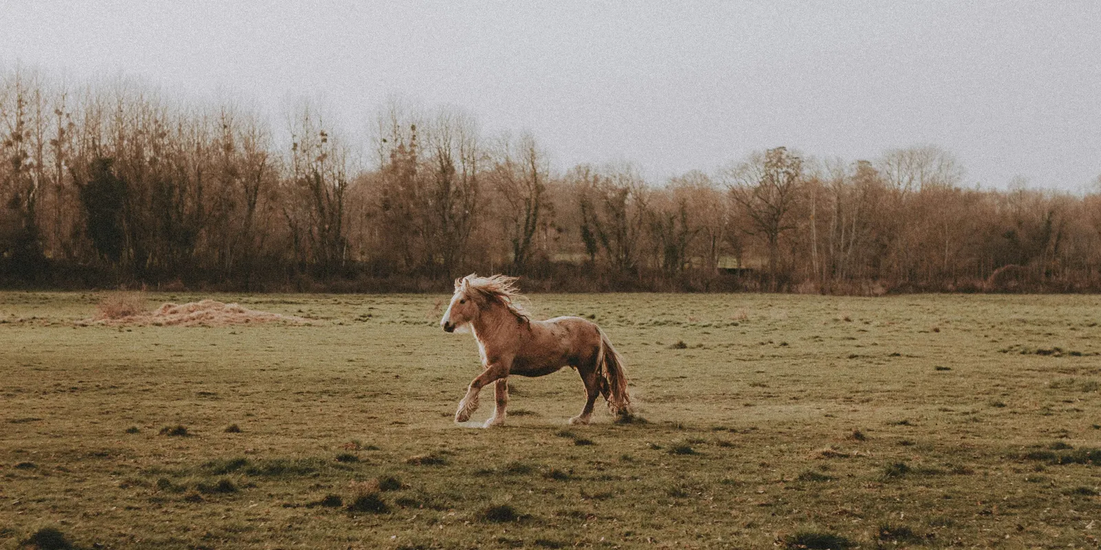 Várandós nő küzd az életéért egy lovasbaleset miatt
