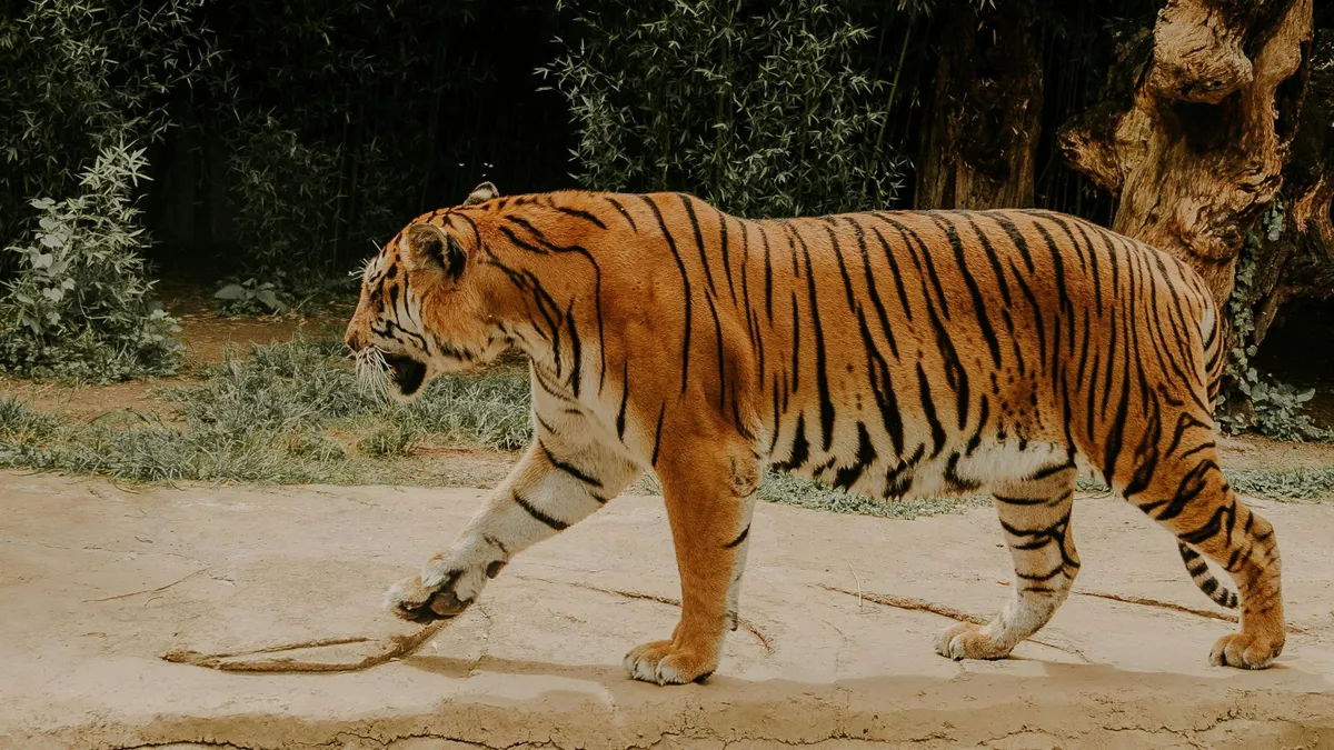 Elszabadult tigris grasszált az emberek között. Illusztráció: Pexels