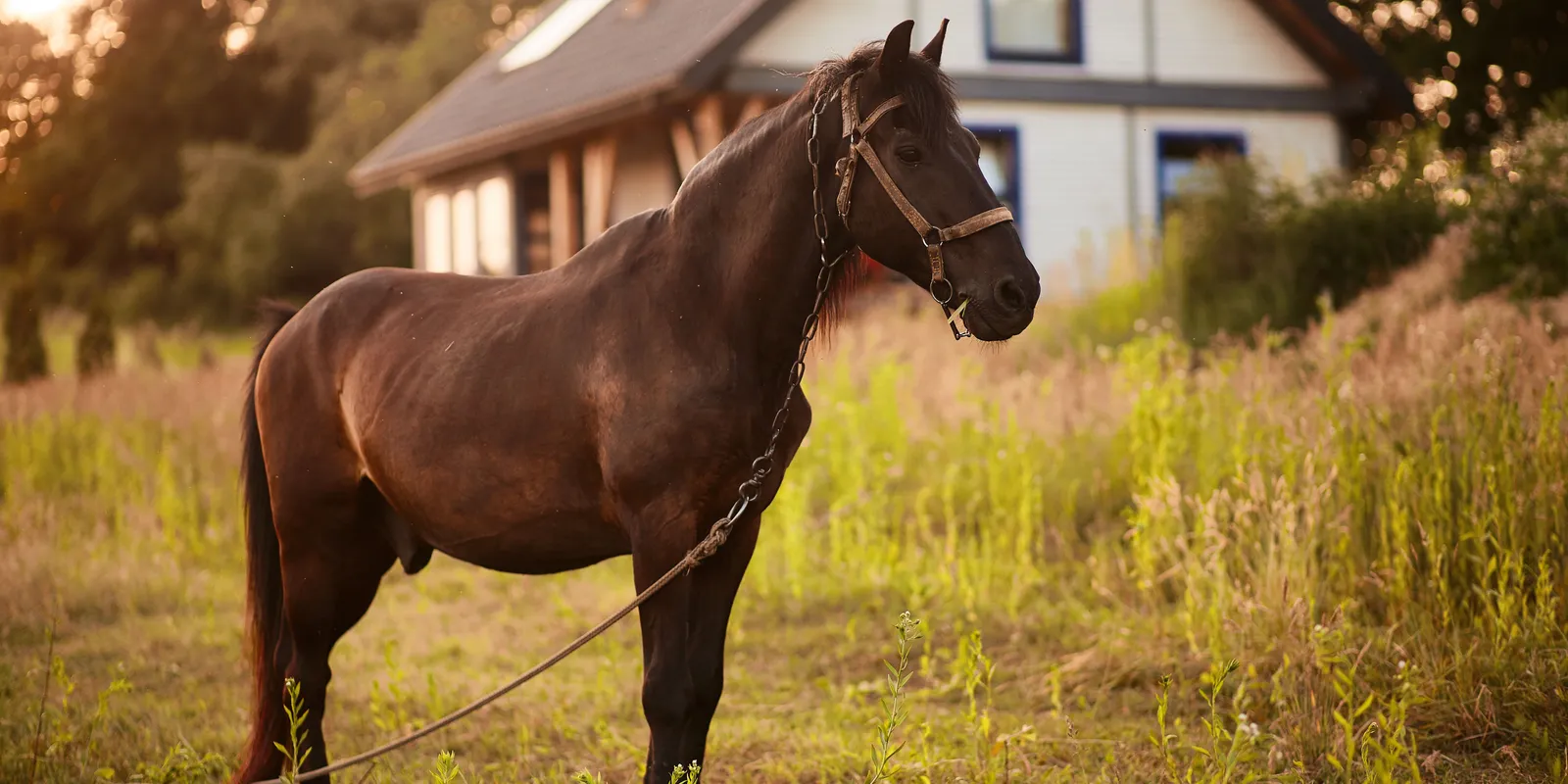 Kitálalt a hercegnő az ellopott Shergar csődörről